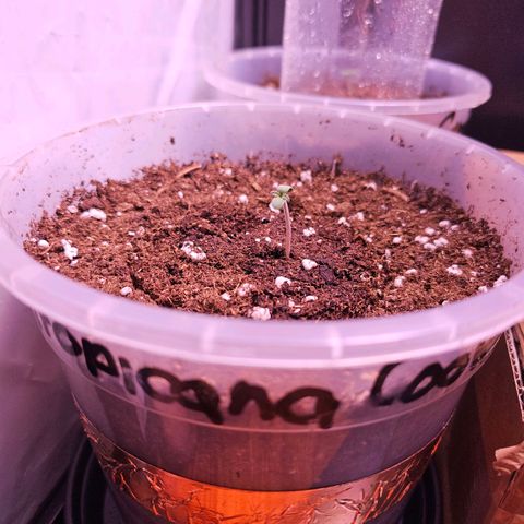 Vx Tropicana Cookies growlog timeline photo