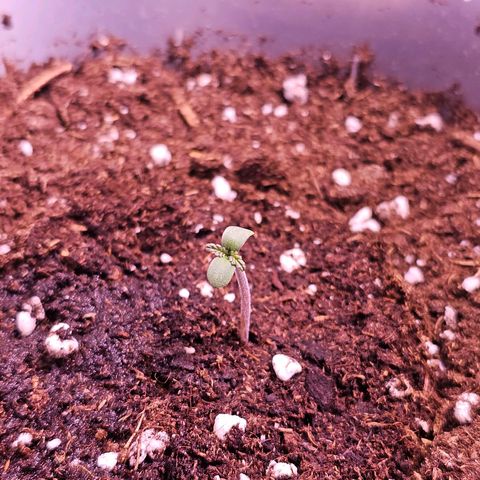 Vx Tropicana Cookies growlog photo: Blätter sehen komplett crazyy aus