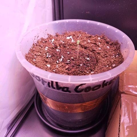 Vx Gorilla Cookies growlog timeline photo