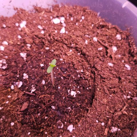 Vx Gorilla Cookies growlog timeline photo