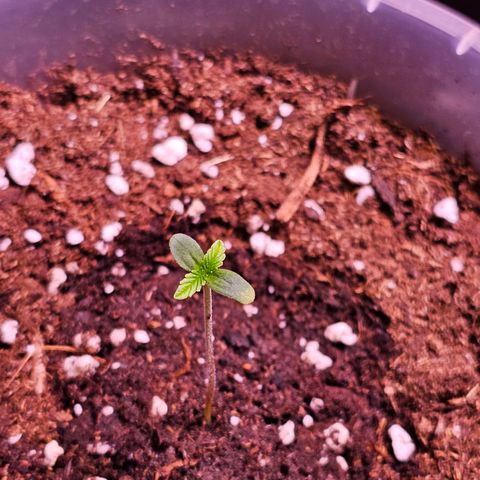 Vx Gorilla Cookies growlog photo: Blattspitze ist hell geworden --> zu viel Wasser gewesen? Oder zu viel Wasser in die Mitte gekommen?

Oder hat es was mit Licht zutun?

Beobachten