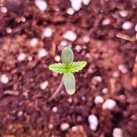 Vx Gorilla Cookies growlog timeline photo