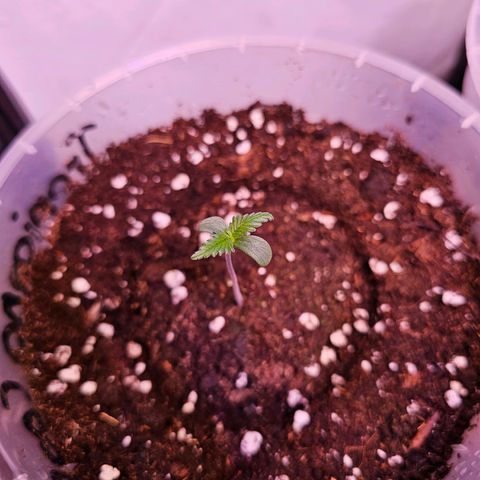 Vx Tropicana Cookies growlog timeline photo