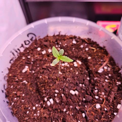 Vx Gorilla Cookies growlog timeline photo