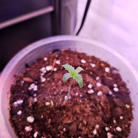 Vx Purple Lemonade  growlog timeline photo