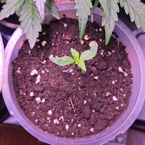 Vx Purple Lemonade  growlog timeline photo