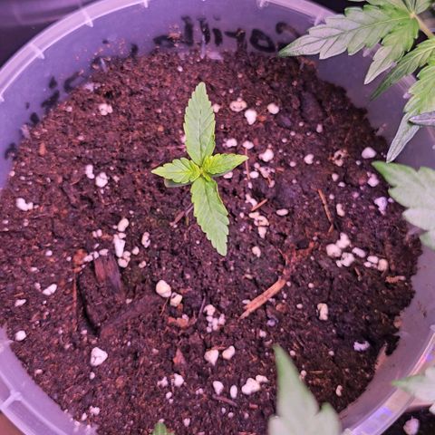 Vx Gorilla Cookies growlog timeline photo