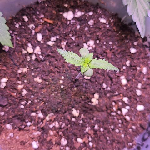 Vx Tropicana Cookies growlog timeline photo