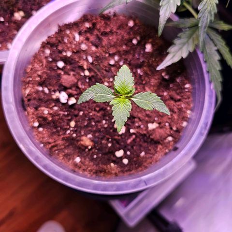 Vx Purple Lemonade  growlog timeline photo