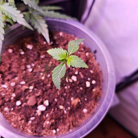 Vx Purple Lemonade  growlog timeline photo