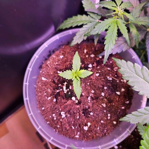 Vx Gorilla Cookies growlog timeline photo