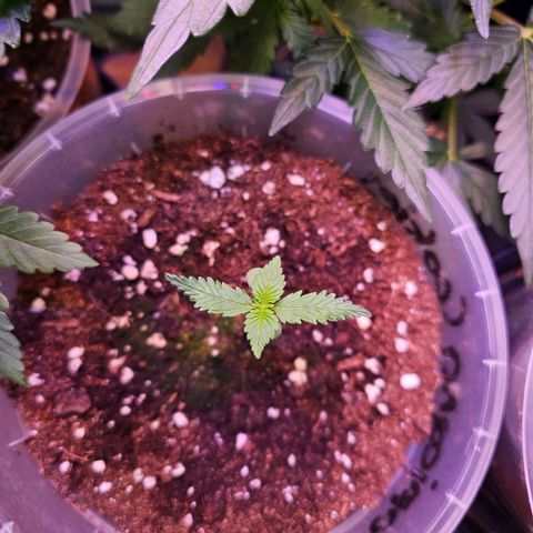 Vx Tropicana Cookies growlog timeline photo
