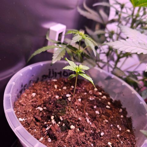 Vx Gorilla Cookies growlog timeline photo
