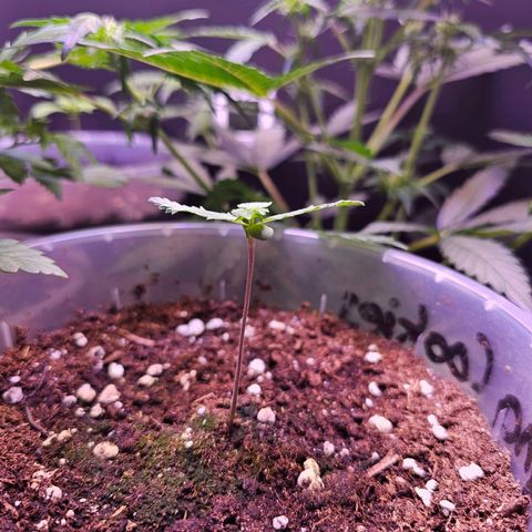 Vx Tropicana Cookies growlog timeline photo