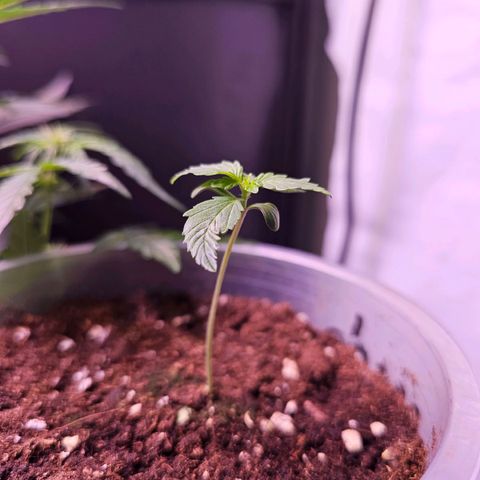 Vx Purple Lemonade  growlog timeline photo