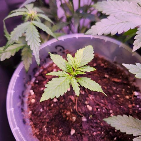 Vx Gorilla Cookies growlog timeline photo