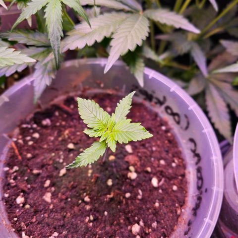 Vx Tropicana Cookies growlog timeline photo