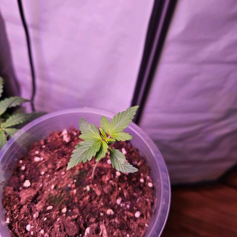 Vx Purple Lemonade  growlog timeline photo