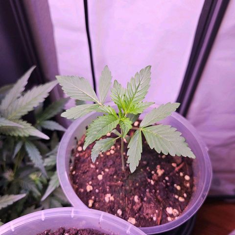 Vx Purple Lemonade  growlog timeline photo
