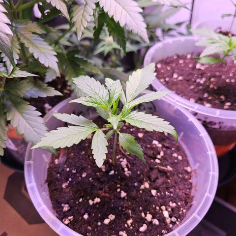Vx Gorilla Cookies growlog timeline photo