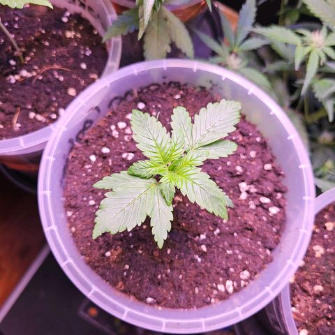 Vx Tropicana Cookies growlog timeline photo