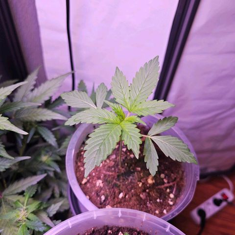 Vx Purple Lemonade  growlog timeline photo