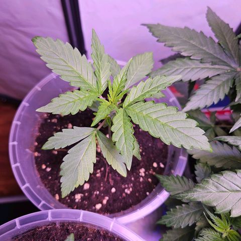 Vx Gorilla Cookies growlog timeline photo
