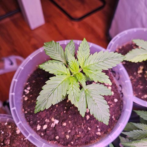 Vx Tropicana Cookies growlog timeline photo