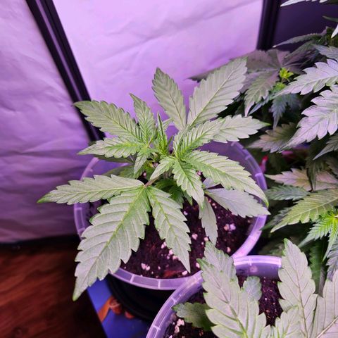 Vx Gorilla Cookies growlog timeline photo