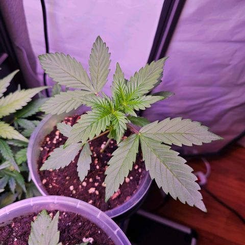 Vx Purple Lemonade  growlog timeline photo
