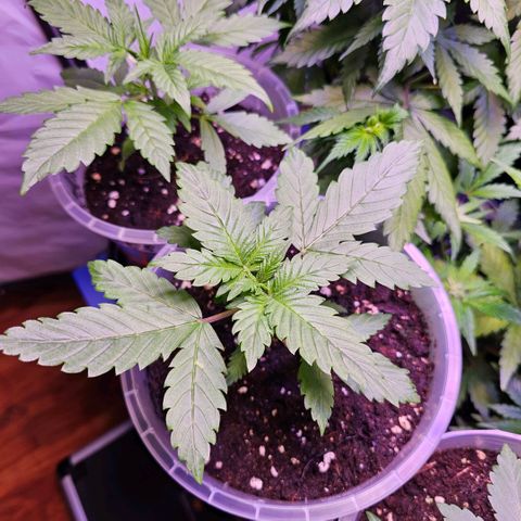 Vx Tropicana Cookies growlog timeline photo