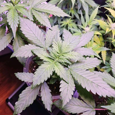 Vx Tropicana Cookies growlog timeline photo