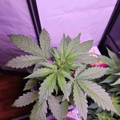 Vx Gorilla Cookies growlog timeline photo