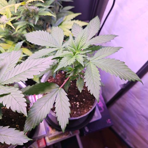 Vx Purple Lemonade  growlog timeline photo