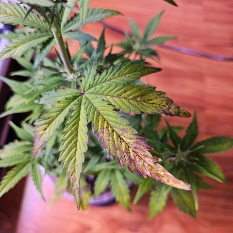 Vx Gorilla Cookies growlog photo: Magnesium/Calciummangel