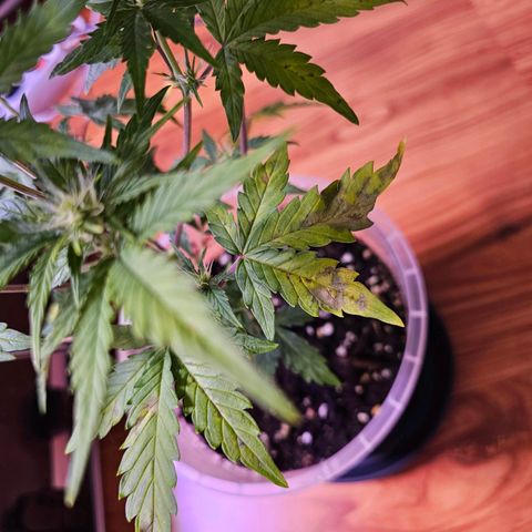 Vx Gorilla Cookies growlog photo: Magnesium/Calciummangel
