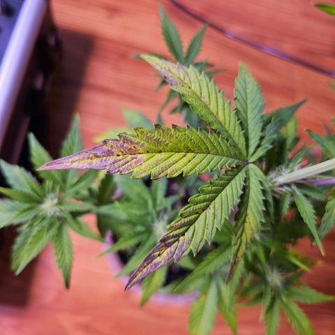 Vx Gorilla Cookies growlog photo: Magnesium/Calciummangel