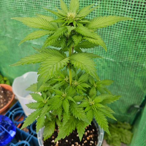 Vx Tropicana Cookies growlog timeline photo