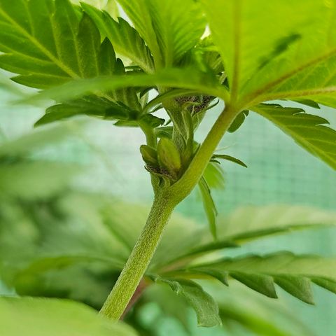 Vx Tropicana Cookies growlog photo: Pflanze hat leider angefangen zu zwittern