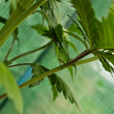 Vx Tropicana Cookies growlog photo: Pflanze hat leider angefangen zu zwittern
