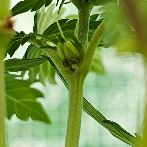 Vx Tropicana Cookies growlog photo: Pflanze hat leider angefangen zu zwittern