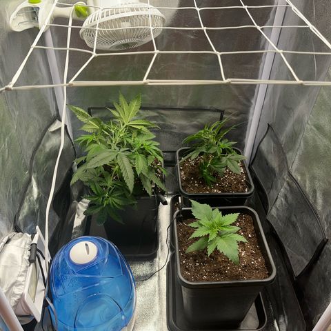 Blue Cheese RQS growlog timeline photo