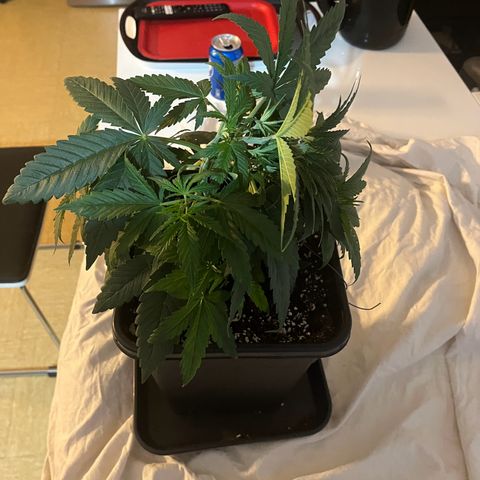 Blue Cheese RQS growlog photo: Palissage V2 