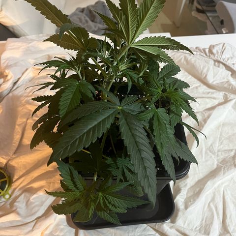 Blue Cheese RQS growlog photo: Palissage V2 