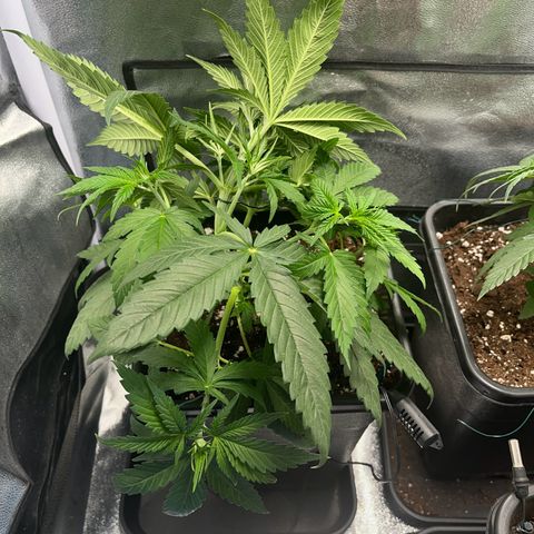 Blue Cheese RQS growlog photo: Palissage V2 