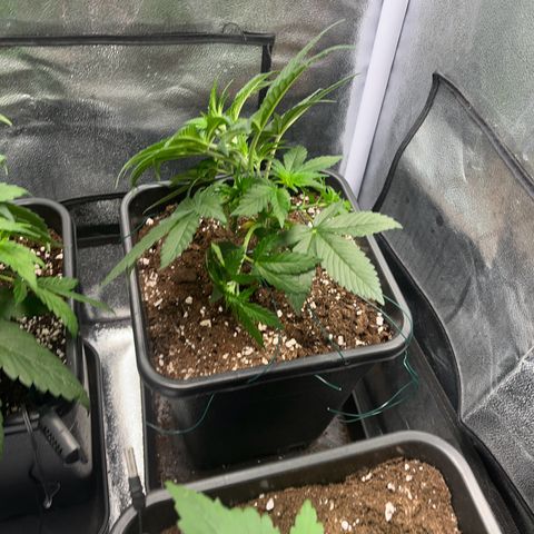 Blue Cheese RQS growlog photo: Palissage V2 