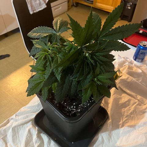 Blue Cheese RQS growlog photo: Palissage V2 