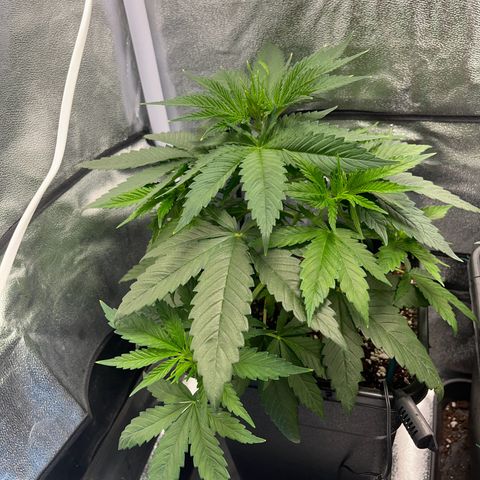 Blue Cheese RQS growlog photo: Landemain du palissage v2 