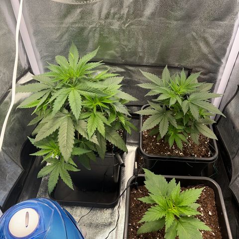 Blue Cheese RQS growlog photo: Landemain du palissage v2 