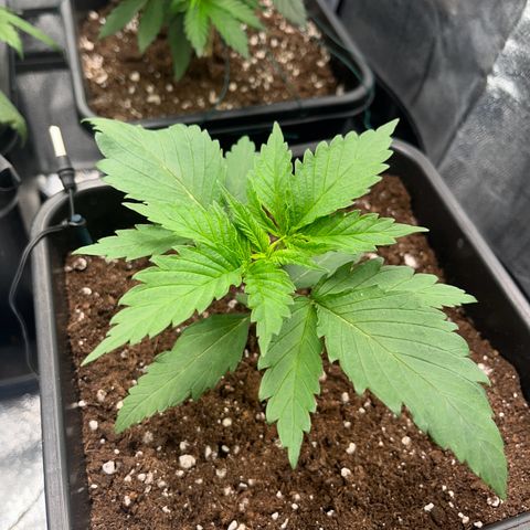 Blue Cheese RQS growlog photo: Landemain du palissage v2 